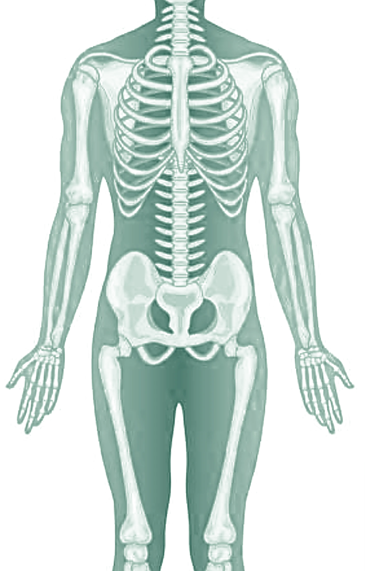 Illustration of the human skeleton used in anthropometric fractionation